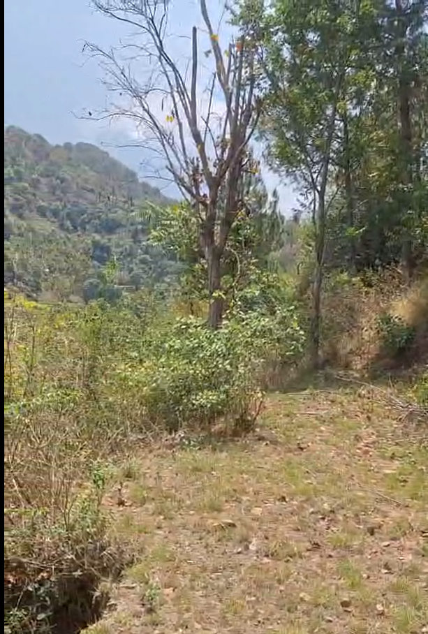 Dharamsala surrounding view